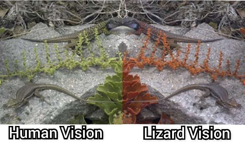 Lizard Vision vs Human Vision