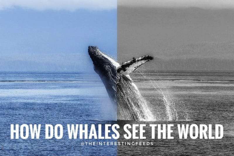 How-do-Whales-see-the-world