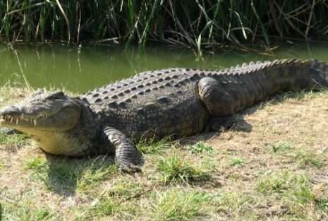 Alligator is basking in the sun