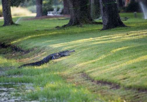 An alligator under a shade during summer