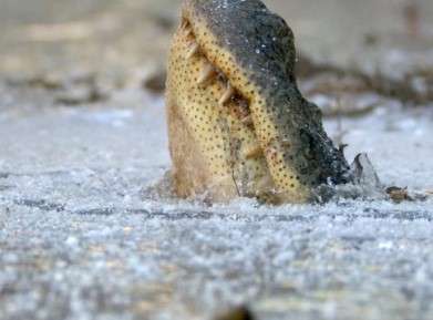 How-long-can-an-Alligator-stay-underwater_during-winters