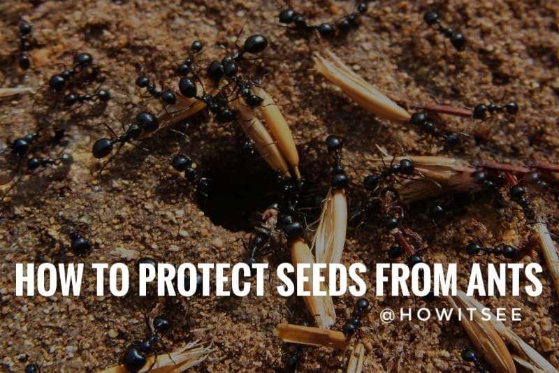 How to Protect Seeds from Ants