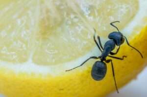 Lemons vs Ants