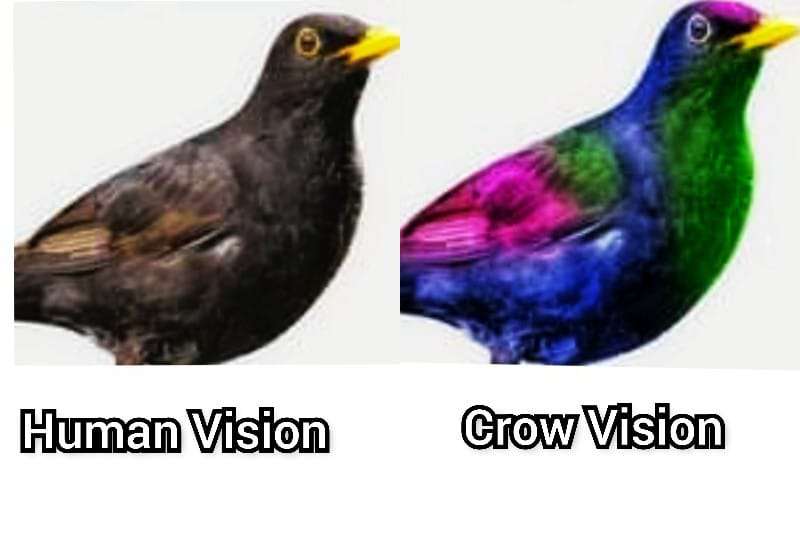 Human-Vision-vs-Crow-Vision