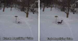 Can Eagles see in the Dark? (Eagle vision vs. Human vision) | Explained ...
