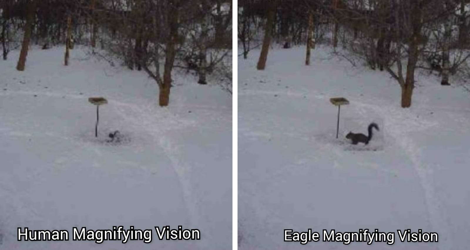 Human-Vision-vs-Eagle-Vision