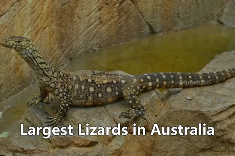 Largest Lizards in Australia