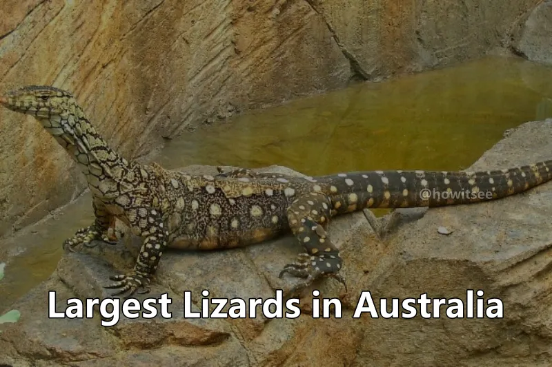 Largest Lizards In Australia.webp