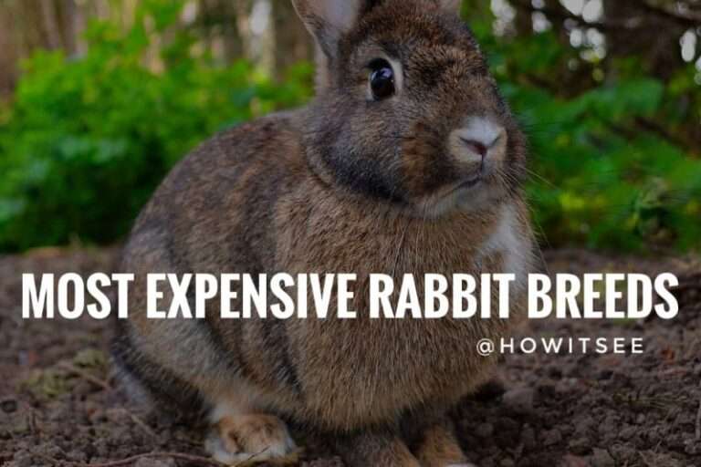 Most Expensive Rabbit Breeds