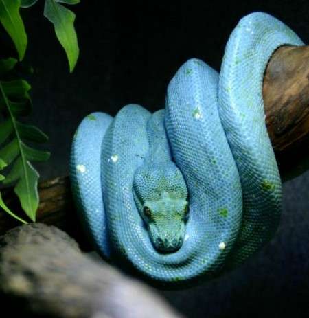 High Blue Green Tree Python