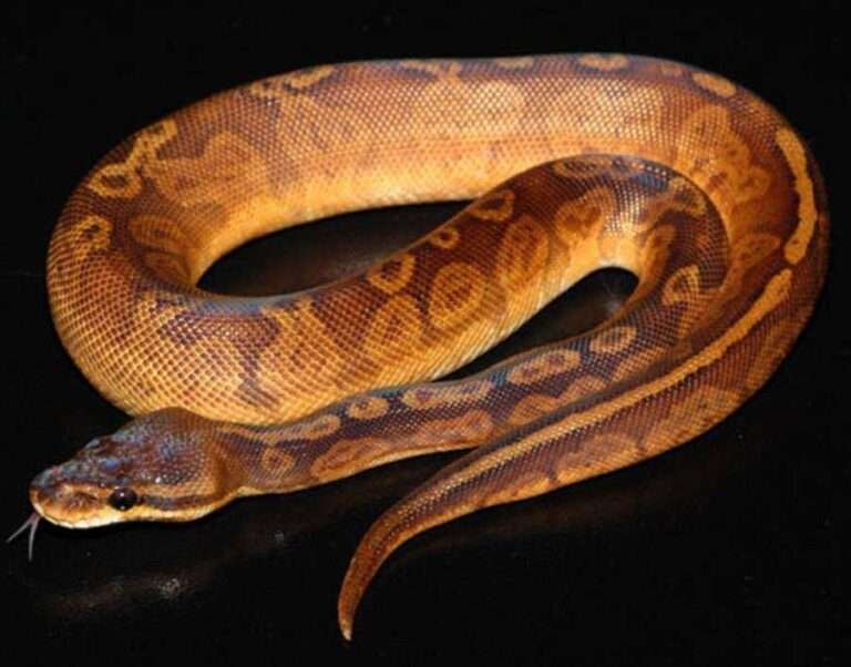 List of Most Expensive Reptiles in the World that are difficult to ...