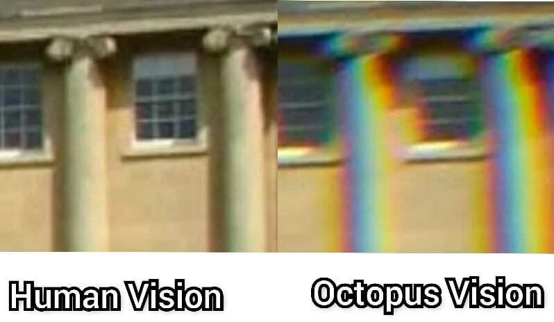 Octopus-vision-vs-Human-vision