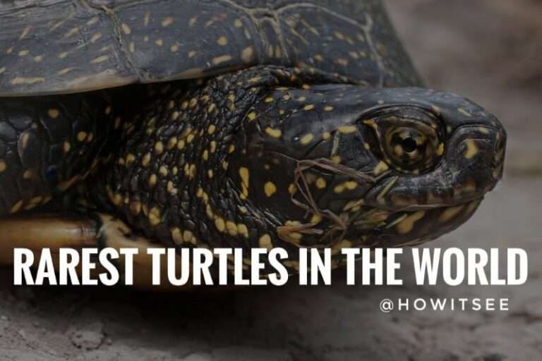 Rarest Turtles in the world
