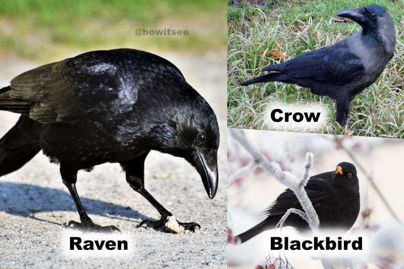 Raven vs Crow vs Blackbird