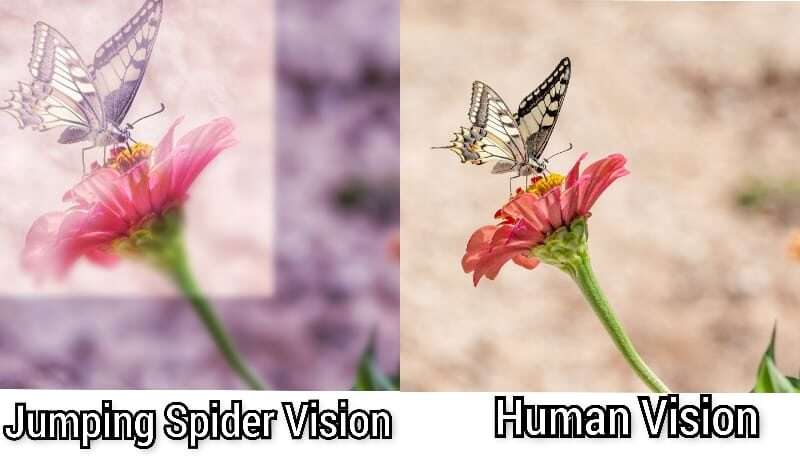 Spidr Vision vs Human Vision