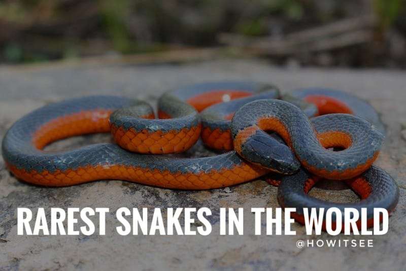 Top 20 Rarest Snakes in the World
