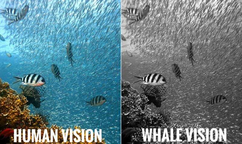 Human Vision vs Whale Vision
