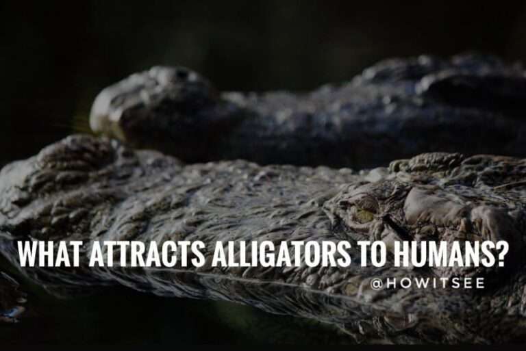 What attracts Alligators to Humans