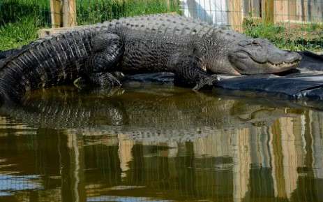 Alligator arrives in the backyard for shelter and water.