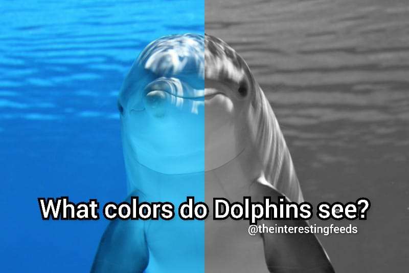 What-colors-do-Dolphins-see( Dolphins Vision)