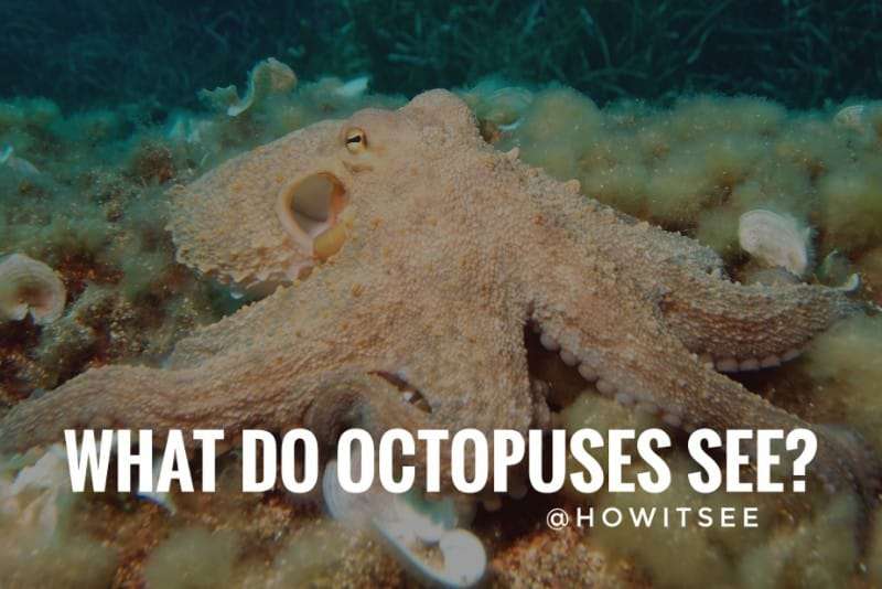 What do Octopuses see