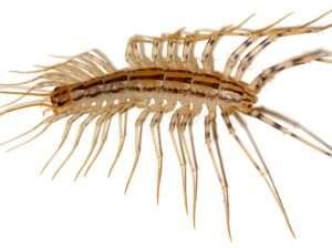 House Centipede Eyes