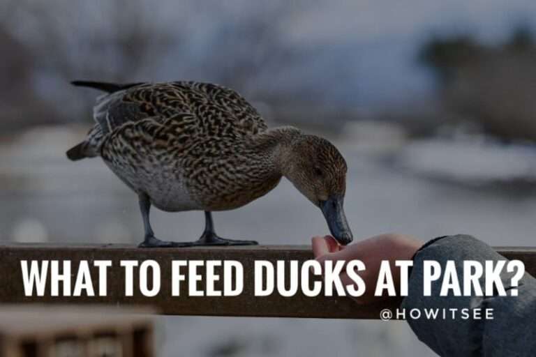 What to feed Ducks at Park