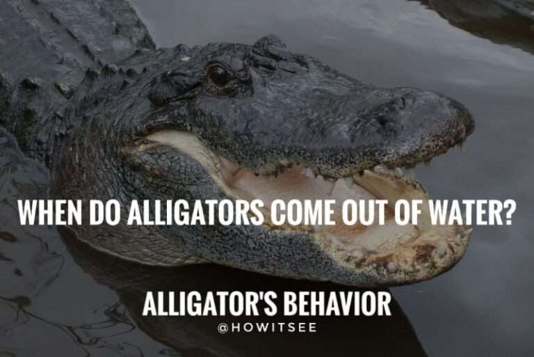 When do Alligators come out of Water