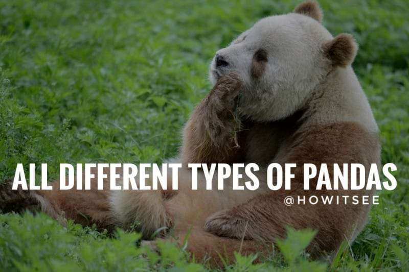 all Different Types of Pandas