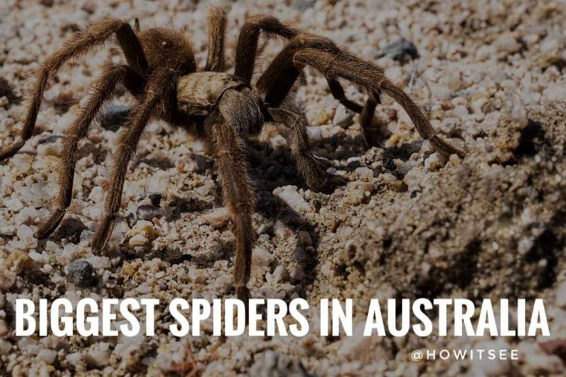 biggest spiders in australia