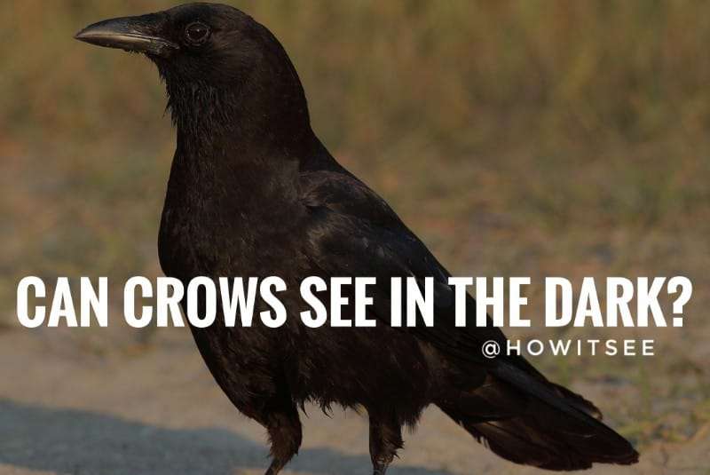 can crows see in the dark