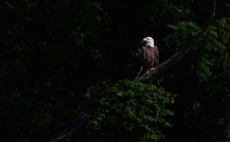 can-eagles-see-at-night
