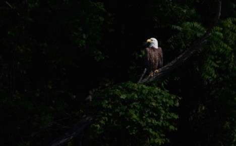 Eagle eyes visión online nocturna