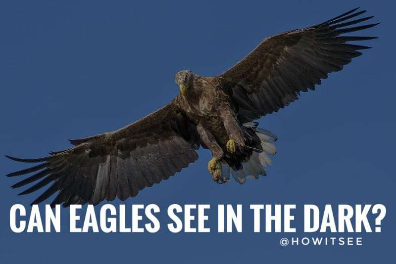 can eagles see in the dark