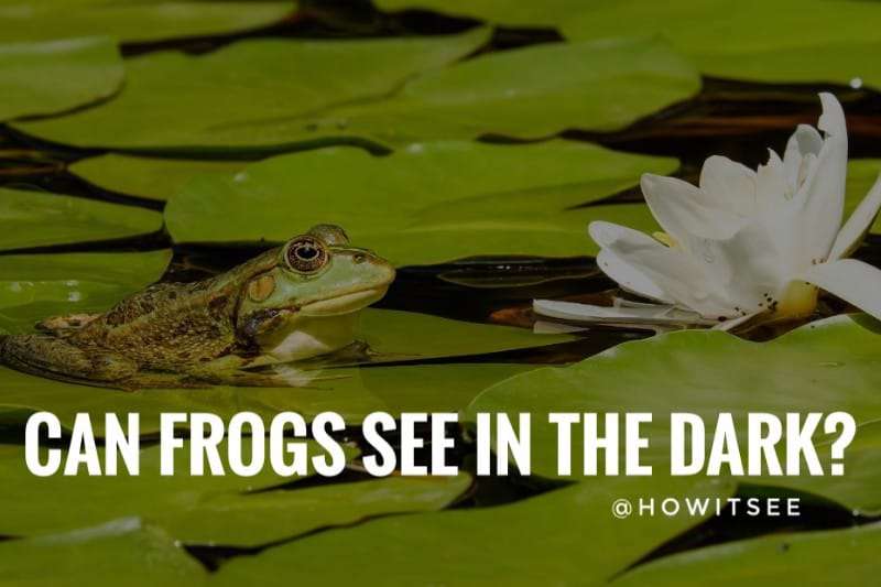 can frogs see in the dark Frogs vision