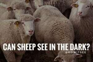 Can Sheep see in the Dark? Sheep Night Vision Explained (2023) - HowitSee