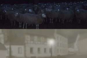 Can Sheep see in the Dark? Sheep Night Vision Explained (2023) - HowitSee