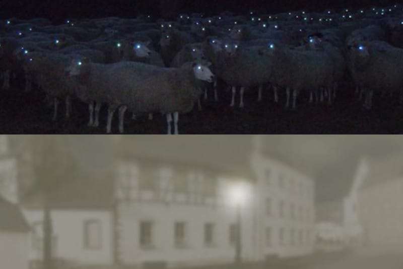 Sheep Night Vision