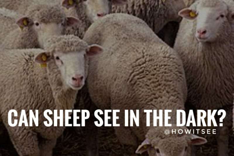 can sheep see in the dark
