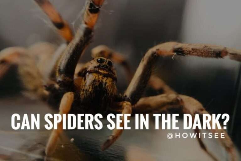 can spiders see in the dark