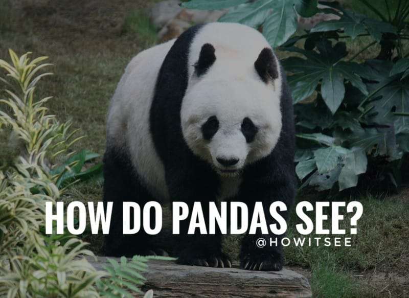 how do pandas see Panda vision