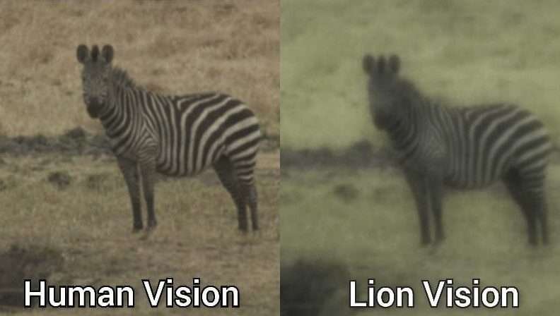 Are Lions Colorblind or Do they see colors? Lion Vision vs Human Vision