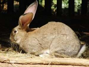 flemish-giant-rabbit