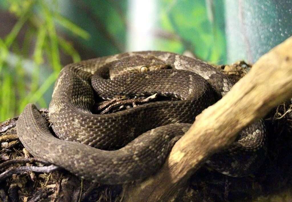 Top 20 Rarest Snakes in the World (According to Conversation Status ...