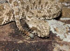 spider-tailed-horned-viper