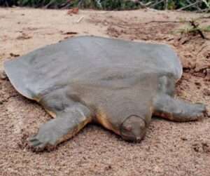 Asian-giant-softshell-turtle