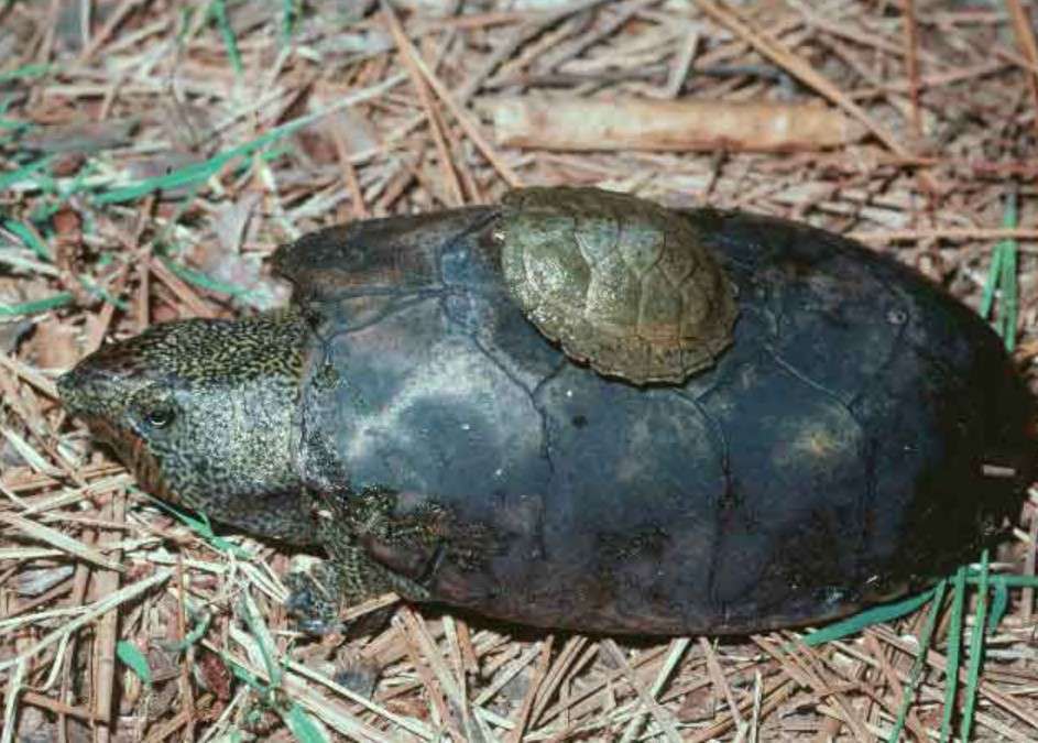 Flattened-musk-turtle