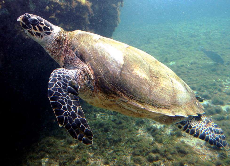 Hawksbill-sea-turtle