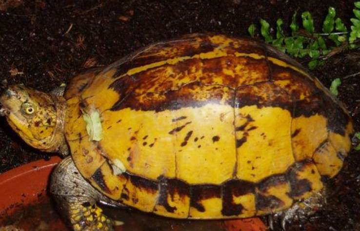 Indochinese-box-turtle