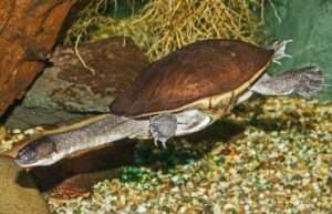 Roti-Island-snake-necked-turtle